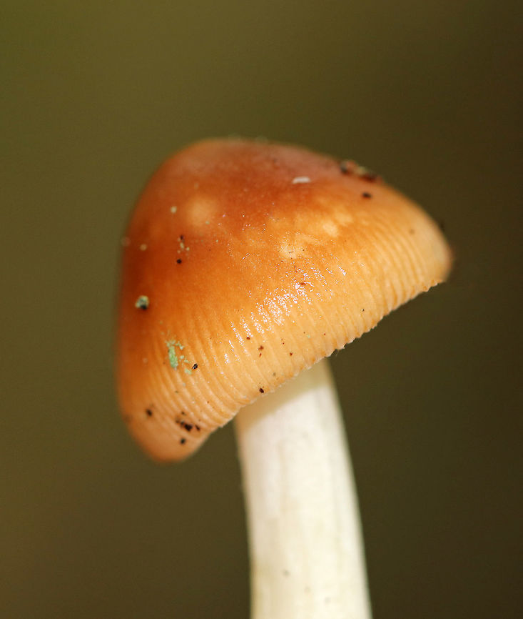 Amanita fulva Amanita with light caramel-colored cap. It had lined margins and some pale spots on the cap. The gills were close with some short gills.<br />
<br />
Habitat: This mushroom was growing alone at the base of a tree in a mixed forest with mostly oak and pine.<br />
<figure class="photo"><a href="https://www.jungledragon.com/image/72560/amanita_fulva.html" title="Amanita fulva"><img src="https://s3.amazonaws.com/media.jungledragon.com/images/3232/72560_thumb.jpg?AWSAccessKeyId=05GMT0V3GWVNE7GGM1R2&Expires=1759968010&Signature=kB5zeQJfB6a06pLXqLNJ9ziH0Ss%3D" width="112" height="152" alt="Amanita fulva Amanita with light caramel-colored cap. It had lined margins and some pale spots on the cap. The gills were close with some short gills.<br />
<br />
Habitat: This mushroom was growing alone at the base of a tree in a mixed forest with mostly oak and pine.<br />
https://www.jungledragon.com/image/72561/amanita_sect._vaginatae.html Amanita fulva,Amanita sect. Vaginatae,Amanita section Vaginatae,Geotagged,Summer,United States,amanita,fungus,mushroom" /></a></figure> Amanita fulva,Amanita sect. Vaginatae,Amanita section Vaginatae,Geotagged,Summer,United States,amanita,fungus,mushroom