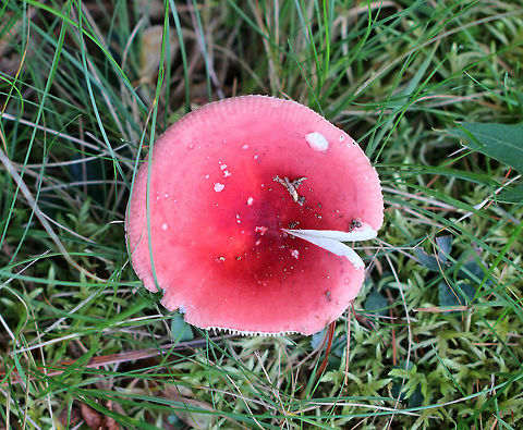 Mushroom - Russula sp. Bright pink cap with a darker, sunken center. The margin was lined. Gills were white. Stipe was whitish with a pink tint. 

Habitat: Growing in shady, grassy spot on the edge of a mixed forest and meadow. Geotagged,Summer,United States,fungus,mushroom,pink,pink mushroom,russula