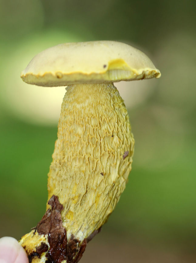 Ornate-stalked Bolete - Retiboletus ornatipes The stipe on this mushroom was impressively large and very reticulate.<br />
<br />
Habitat: Growing on the ground in a forest with lots of oak and pine. Geotagged,Ornate-stalked bolete,Retiboletus ornatipes,Summer,United States,bolete,mushroom,yellow