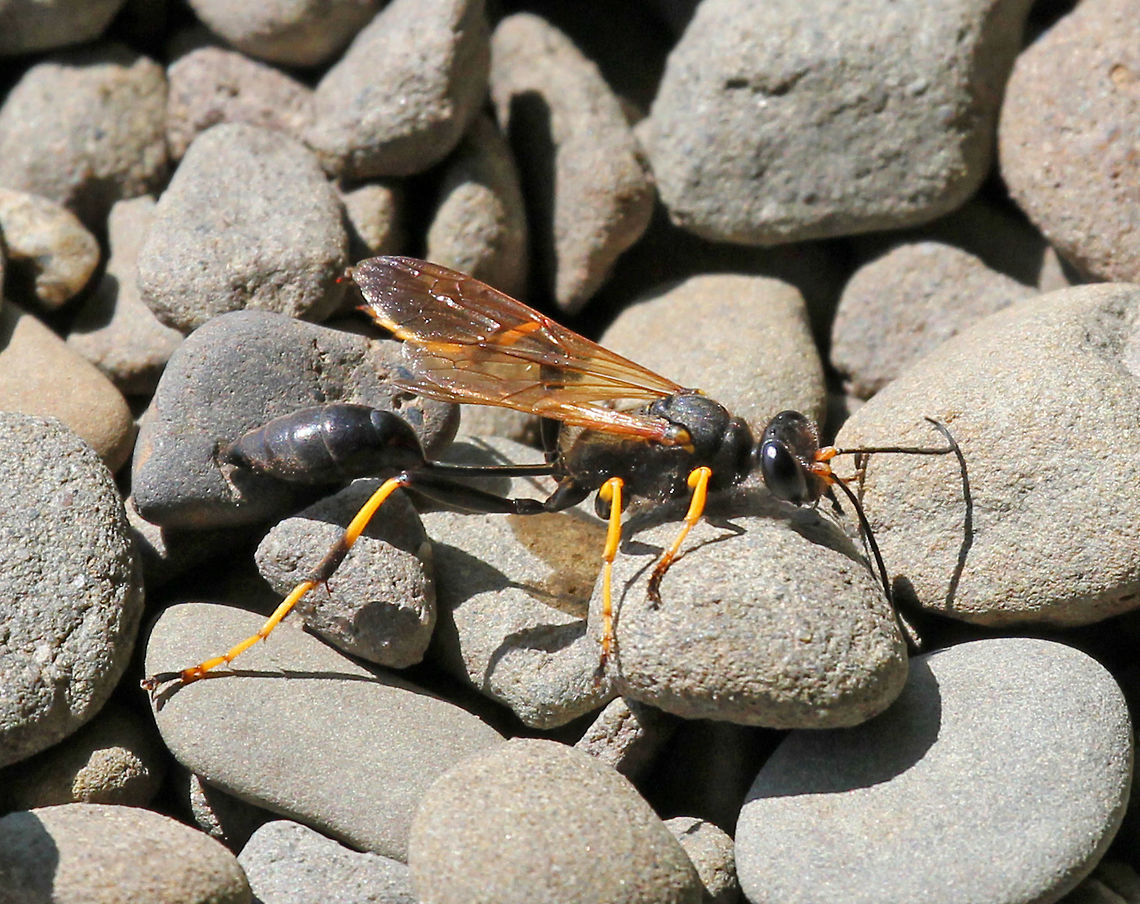 Black and Yellow Mud Dauber - Sceliphron caementarium Black body with variable amount of yellow markings.<br />
<br />
Habitat: On the edge of the Hudson River in a disturbed, mixed forest. Black and yellow mud dauber,Geotagged,Sceliphron caementarium,Summer,United States
