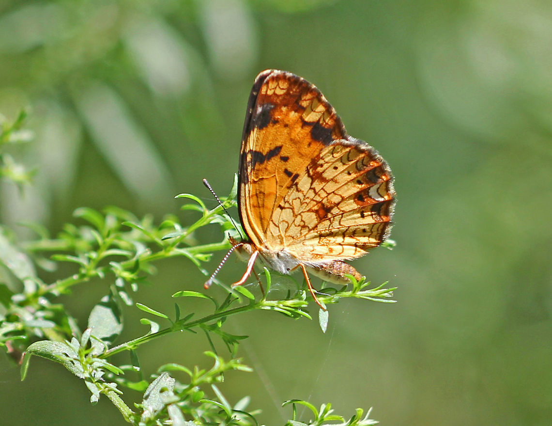 Pearl Crescent - Phyciodes tharos Pattern is quite variable. Males usually have black antennal knobs. Upperside is orange with black borders; postmedian and submarginal areas are crossed by fine black marks.<br />
<br />
Habitat: Meadow Geotagged,Pearl Crescent,Phyciodes,Phyciodes tharos,Summer,United States,butterfly