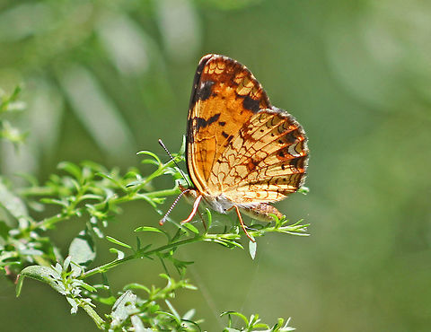 Pearl Crescent - Phyciodes tharos Pattern is quite variable. Males usually have black antennal knobs. Upperside is orange with black borders; postmedian and submarginal areas are crossed by fine black marks.

Habitat: Meadow Geotagged,Pearl Crescent,Phyciodes,Phyciodes tharos,Summer,United States,butterfly