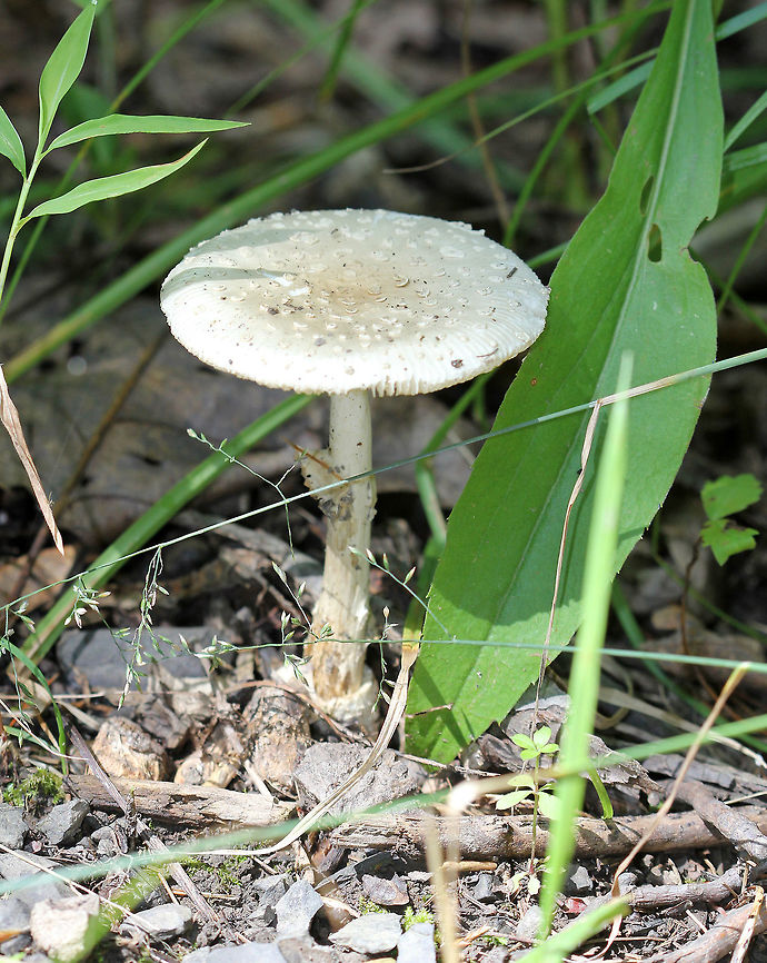 Russula-like Amanita - Amanita russuloides Habitat: Growing alone along a walking trail in a disturbed, mixed forest. Amanita russuloides,Geotagged,Russula-like Amanita,Summer,United States,amanita,amanita russuloides,amanita russuloides group,mushroom,russula-like amanita,white