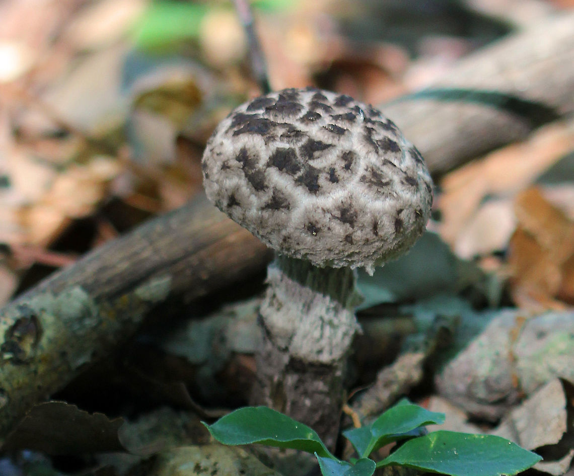 Old Man of the Woods - Strobilomyces strobilomyces Shaggy white and gray cap. Stipe was covered in wooly scales. The pores bruised when marked. <br />
<br />
Habitat: Mixed forest Geotagged,Old man of the woods,Strobilomyces strobilaceus,Summer,United States,mushroom,strobilomyces