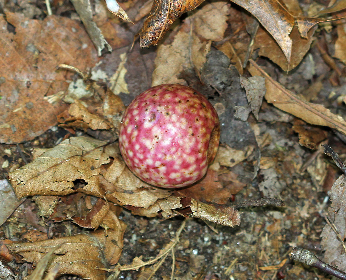 Acorn Plum Gall - Amphibolips quercusjuglans Large, pinkish gall<br />
<br />
Habitat: Deciduous forest with lots of oak (Quercus sp.) Acorn Plum Gall Wasp,Amphibolips quercusjuglans,Geotagged,Summer,United States,acorn plum gall,amphibolips,gall