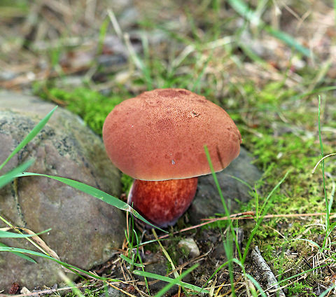 Two-colored Bolete - Baorangia bicolor Convex, velvety, red cap that was about 5 cm diameter. Yellow pores that bruised blue. The stipe was yellowish near the apex and had red streaks on the bottom half. Cap bruised blue when handled. 

Habitat: In a grassy area near the edge of a mixed forest Baorangia bicolor,Geotagged,Summer,United States,baorangia,bolete,mushroom,red,red mushroom,two-colored bolete
