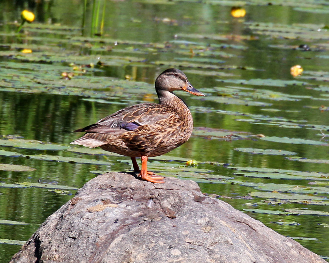 Female Mallard - Anas platyrhynchos Habitat: Large pond Anas platyrhynchos,Geotagged,Mallard,Summer,United States,anas,duck,female,female mallard