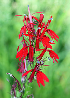 Cardinal Flower - Lobelia cardinalis Beautiful, bright red flowers that have three spreading lower petals and two upper petals that are united into a tube at the base.

Habitat: Pond side: I rarely see this wildflower, and this patch is now gone. It was bulldozed when the small pond that it grew beside was dredged to eradicate invasive fish and plants.  Unfortunately, the workers were not that careful and destroyed the habitat surrounding this pond. Cardinal flower,Geotagged,Lobelia cardinalis,Summer,United States,flower,lobelia,red,red wildflower,wildflower