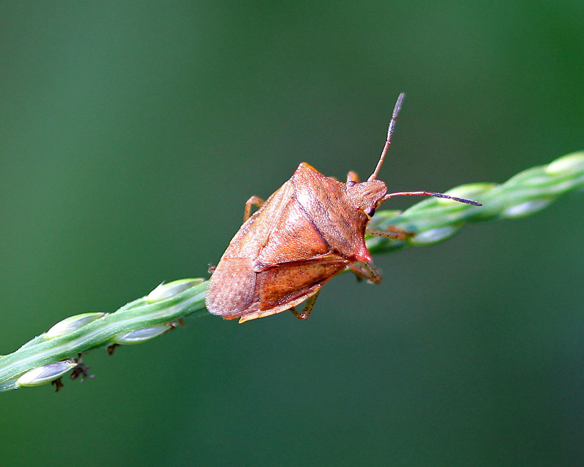 Stink Bug - Pentatomidae Habitat: In vegetation growing along the edge of a pond. Euschistus,Geotagged,Pentatomidae,Summer,United States,bug,stink bug