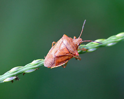 Stink Bug - Pentatomidae Habitat: In vegetation growing along the edge of a pond. Euschistus,Geotagged,Pentatomidae,Summer,United States,bug,stink bug