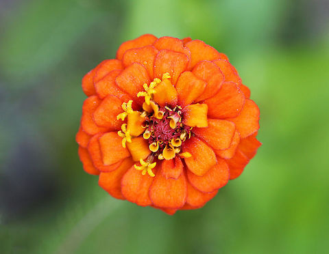 Zinnia - Zinnia elegans Habitat: Growing in a native plant garden

*This is not a native plant (but is naturalized), yet it was planted in a native plant garden at a nature center.  In my opinion, places like this should know better and planting non-native plants in a "native" garden is a problem.  This garden is supposed to attract native insects and is used to educate the public and children about native plants. Geotagged,Summer,United States,Zinnia elegans,flower,orange,zinnia