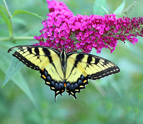 Eastern Tiger Swallowtail - Papilio glaucus Habitat: Native plant garden that was full of non-native plants Eastern Tiger Swallowtail,Geotagged,Papilio glaucus,Summer,United States,butterfly,papilio,swallowtail