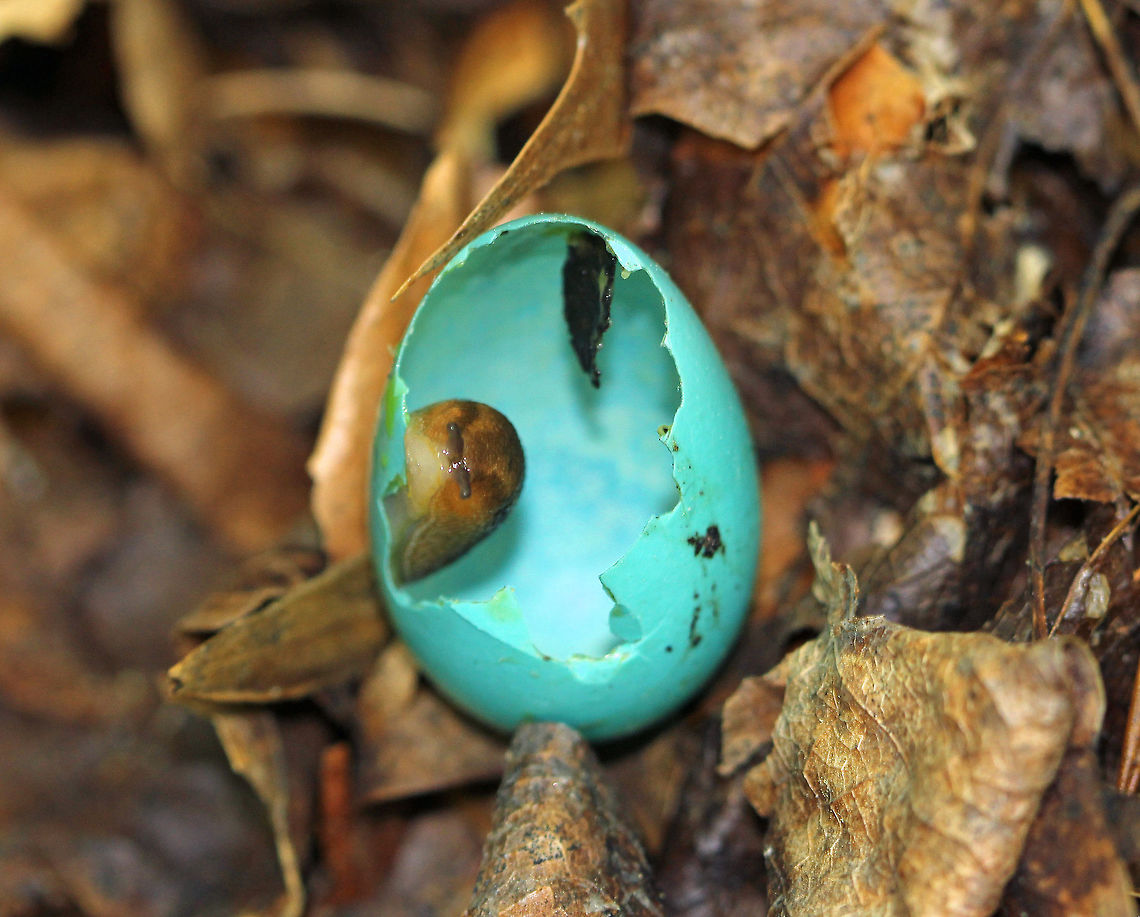 American Robin Egg - Turdus migratorius This egg shell was being enjoyed by a chubby slug.<br />
<br />
Habitat: Deciduous forest Geotagged,Spring,Turdus migratorius,United States,american robin egg,bird egg,blue,blue egg,egg,robin egg,signs of wildlife,turdus