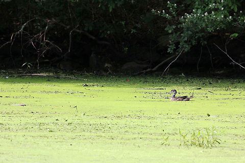 Common Duckweed - Lemna minor This pond was completely covered in duckweed. Common duckweed is a free-floating aquatic plant that forms a floating mat on the water surface. It can be used for phytoremediation because it is an efficient bio-accumulator, is fast-growing, and is easily removed from the water after use. This pond seemed excessively covered in duckweed though and I'm not sure if it was being used as a bioremediator or if it was just growing wild. The surface of the water was nearly completely covered, letting very little light under the water. Geotagged,Lemna minor,Summer,United States,bio-accumulator,common duckweed,duckweed,lemna minor,phytoremediation
