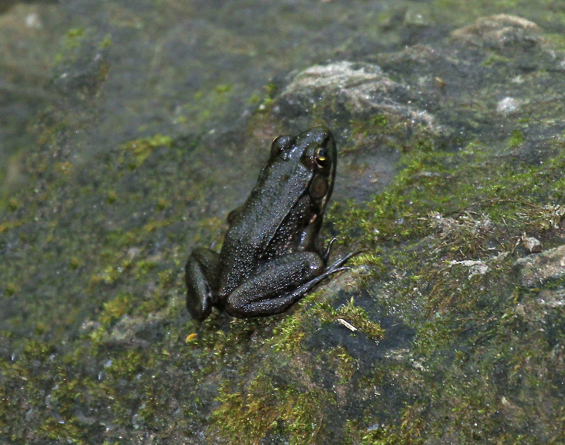 Green Frog - Lithobates clamitans I'm assuming this is a green frog, except that it was nearly black.<br />
<br />
Habitat: Disturbed wetland  Geotagged,Green frog,Lithobates clamitans,Summer,United States,black frog,black green frog,frog,lithobates