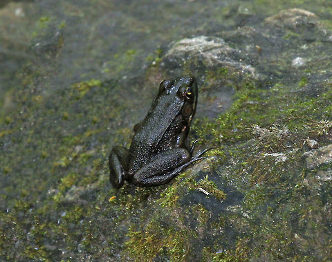 Green Frog - Lithobates clamitans I'm assuming this is a green frog, except that it was nearly black.

Habitat: Disturbed wetland  Geotagged,Green frog,Lithobates clamitans,Summer,United States,black frog,black green frog,frog,lithobates