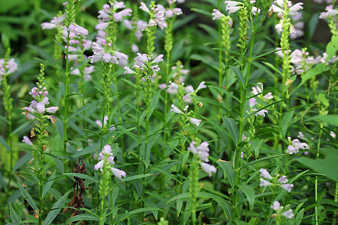 Obedient Plant - Physostegia virginiana Habitat: Edge of a disturbed swampy forest Geotagged,Physostegia,Physostegia virginiana,Summer,United States
