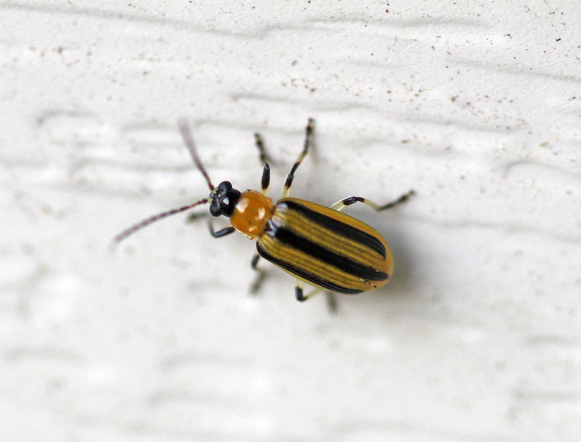 Striped Cucumber Beetle - Acalymma vittatum Species register...<br />
<br />
Habitat: Attracted to a moth light  Acalymma,Acalymma vittatum,Geotagged,Striped cucumber beetle,Summer,United States,beetle