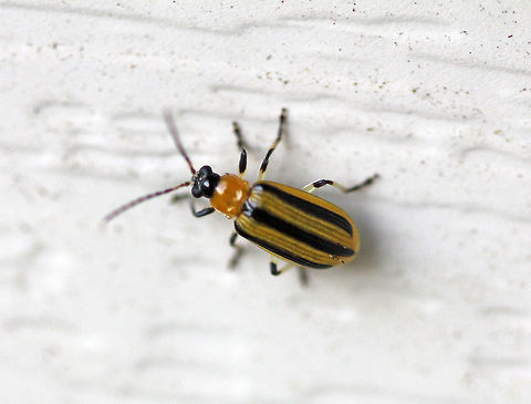 Striped Cucumber Beetle - Acalymma vittatum Species register...

Habitat: Attracted to a moth light  Acalymma,Acalymma vittatum,Geotagged,Striped cucumber beetle,Summer,United States,beetle