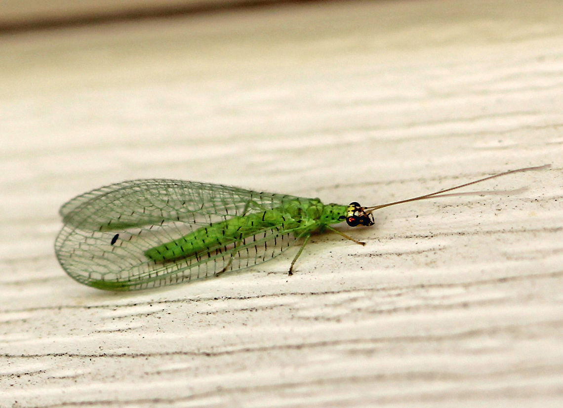 Golden-eyed Lacewing - Chrysopa oculata Attracted  to a moth light Chrysopa oculta,Geotagged,Summer,United States,chrysopa,chrysopidae,green,insect,lacewing,oculata