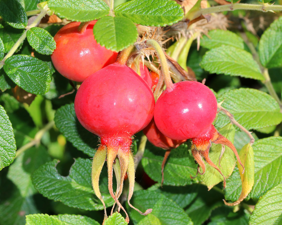 Rose Hip - Rosa rugosa These rose hips were huge and perfect!<br />
<br />
Habitat: Coastal Maine Geotagged,Rosa rugosa,Rose Hips,Summer,United States,rosa