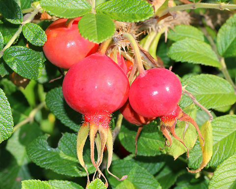 Rose Hip - Rosa rugosa These rose hips were huge and perfect!

Habitat: Coastal Maine Geotagged,Rosa rugosa,Rose Hips,Summer,United States,rosa