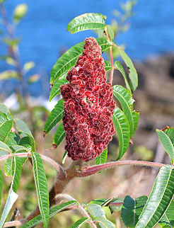 Staghorn Sumac - Rhus typhina Habitat: Coastal Maine Geotagged,Rhus typhina,Staghorn Sumac tree,Summer,United States,rhus,sumac