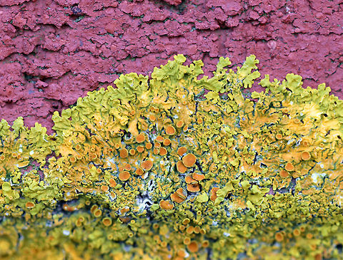 Maritime Sunburst Lichen - Xanthoria parietina Habitat: Growing on a lighthouse along the Maine coast Common orange lichen,Geotagged,Maritime Sunburst Lichen,Summer,United States,Xanthoria parietina,lichen