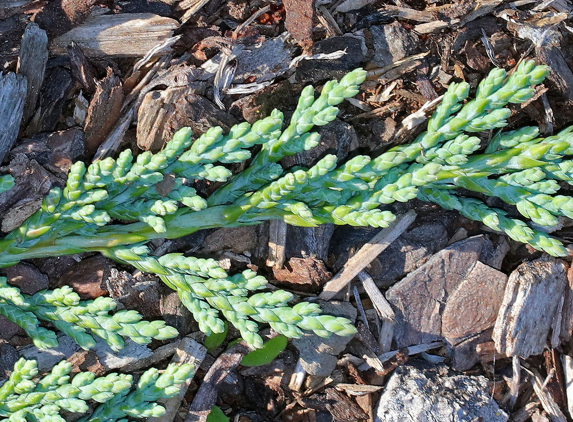 Creeping Juniper - Juniperus horizontalis Habitat: Growing along the coast<br />
<figure class="photo"><a href="https://www.jungledragon.com/image/72614/creeping_juniper_-_juniperus_horizontalis.html" title="Creeping Juniper - Juniperus horizontalis"><img src="https://s3.amazonaws.com/media.jungledragon.com/images/3232/72614_thumb.jpg?AWSAccessKeyId=05GMT0V3GWVNE7GGM1R2&Expires=1769040010&Signature=JsuuQBUHUdYlNFpSqjuM%2BbEK2Jw%3D" width="200" height="140" alt="Creeping Juniper - Juniperus horizontalis Habitat: Growing along the coast<br />
https://www.jungledragon.com/image/72611/creeping_juniper_-_juniperus_horizontalis.html<br />
 Creeping Juniper,Geotagged,Juniperus horizontalis,Summer,United States" /></a></figure> Creeping Juniper,Geotagged,Juniperus horizontalis,Summer,United States,creeping cedar,juniper,juniperus horizontalis