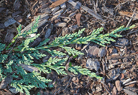 Creeping Juniper - Juniperus horizontalis Habitat: Growing along the coast
https://www.jungledragon.com/image/72611/creeping_juniper_-_juniperus_horizontalis.html
 Creeping Juniper,Geotagged,Juniperus horizontalis,Summer,United States