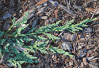 Creeping Juniper - Juniperus horizontalis Habitat: Growing along the coast<br />
https://www.jungledragon.com/image/72611/creeping_juniper_-_juniperus_horizontalis.html<br />
 Creeping Juniper,Geotagged,Juniperus horizontalis,Summer,United States