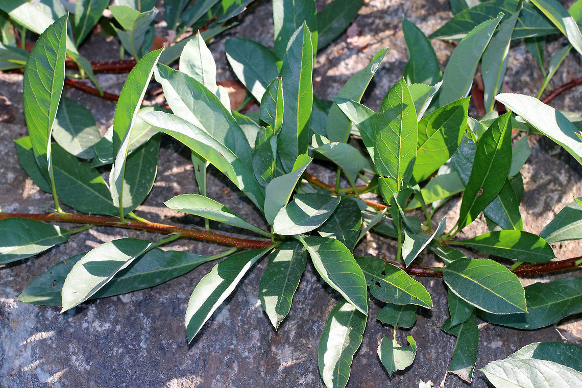Sand Cherry Foliage - Prunus pumila Habitat: Coastal Maine Geotagged,Prunus pumila,Summer,United States,prunus,sand cherry