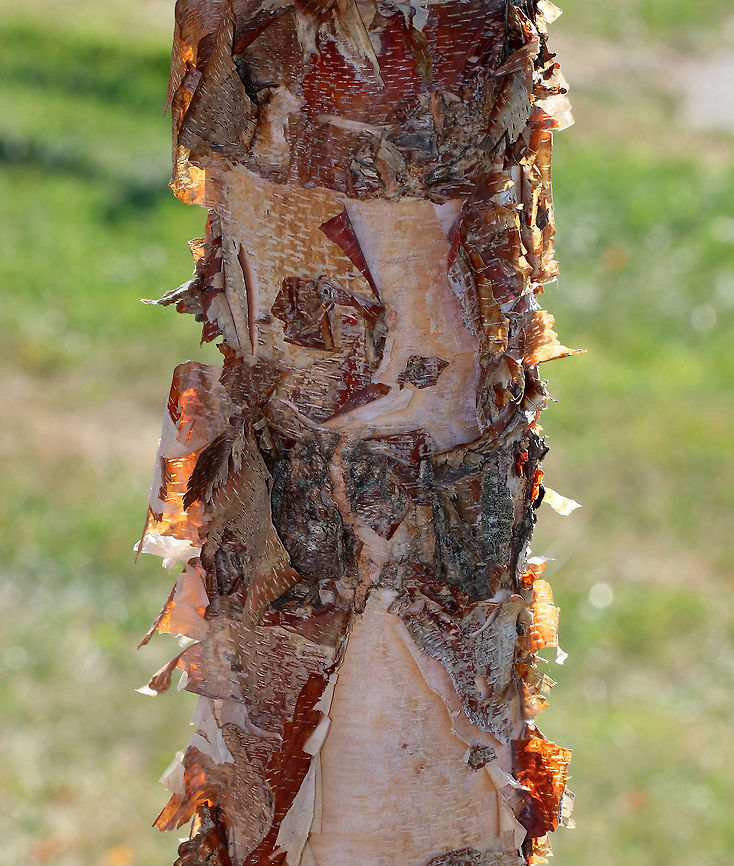 River Birch - Betula nigra Habitat: Coastal Maine<br />
<figure class="photo"><a href="https://www.jungledragon.com/image/72621/river_birch_-_betula_nigra.html" title="River Birch - Betula nigra"><img src="https://s3.amazonaws.com/media.jungledragon.com/images/3232/72621_thumb.jpg?AWSAccessKeyId=05GMT0V3GWVNE7GGM1R2&Expires=1767225610&Signature=xaJpR%2BBPEblC7aPT5iQ9kSGDkyQ%3D" width="102" height="152" alt="River Birch - Betula nigra Habitat: Coastal Maine<br />
https://www.jungledragon.com/image/72620/river_birch_-_betula_nigra.html Betula nigra,Geotagged,River Birch,Summer,United States" /></a></figure> Betula nigra,Geotagged,River Birch,Summer,United States,betula,birch