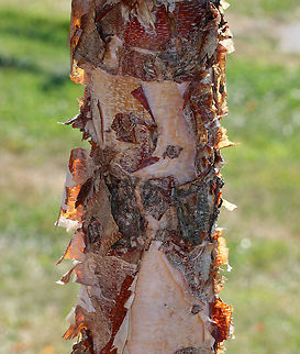 River Birch - Betula nigra Habitat: Coastal Maine
https://www.jungledragon.com/image/72621/river_birch_-_betula_nigra.html Betula nigra,Geotagged,River Birch,Summer,United States,betula,birch