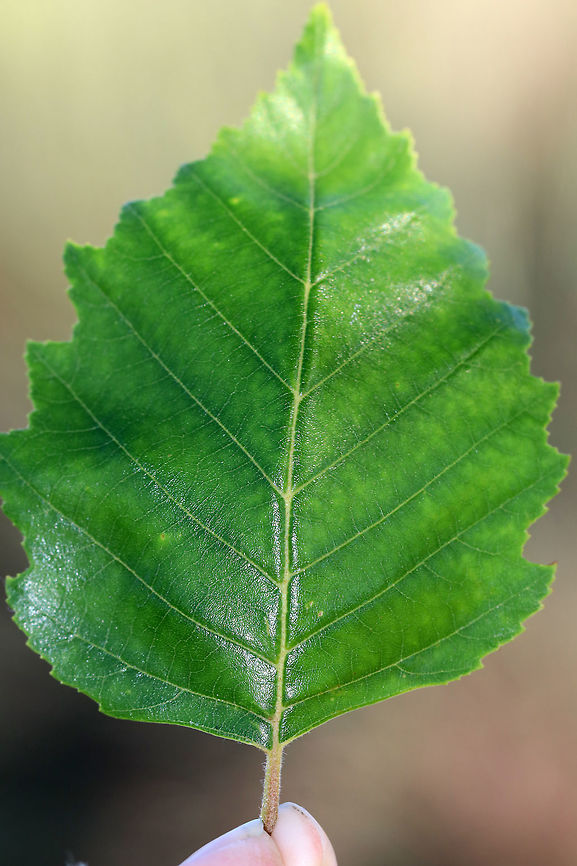 River Birch - Betula nigra Habitat: Coastal Maine<br />
<figure class="photo"><a href="https://www.jungledragon.com/image/72620/river_birch_-_betula_nigra.html" title="River Birch - Betula nigra"><img src="https://s3.amazonaws.com/media.jungledragon.com/images/3232/72620_thumb.jpg?AWSAccessKeyId=05GMT0V3GWVNE7GGM1R2&Expires=1767225610&Signature=%2Fkd5PPIpwuVsowiDwtjfD4NZm9Q%3D" width="130" height="152" alt="River Birch - Betula nigra Habitat: Coastal Maine<br />
https://www.jungledragon.com/image/72621/river_birch_-_betula_nigra.html Betula nigra,Geotagged,River Birch,Summer,United States,betula,birch" /></a></figure> Betula nigra,Geotagged,River Birch,Summer,United States