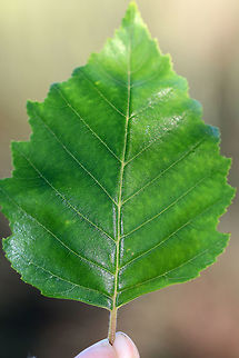 River Birch - Betula nigra Habitat: Coastal Maine
https://www.jungledragon.com/image/72620/river_birch_-_betula_nigra.html Betula nigra,Geotagged,River Birch,Summer,United States