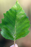 River Birch - Betula nigra Habitat: Coastal Maine<br />
https://www.jungledragon.com/image/72620/river_birch_-_betula_nigra.html Betula nigra,Geotagged,River Birch,Summer,United States