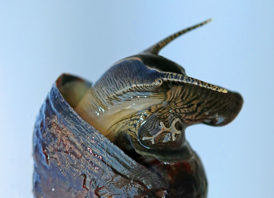 Common Periwinkle - Littorina littorea A common winkle along the Maine coast. I found lots of them along the coast during low tide.  It had a blunt spire, pale columella, and was about 25 mm long.<br />
<br />
Notes: Periwinkles are vegetarians and can withstand long periods of time without food or water.<br />
<br />
Fun Fact: I got it to come out of its shell by humming to it...<br />
<figure class="photo"><a href="https://www.jungledragon.com/image/72633/common_periwinkle_-_littorina_littorea.html" title="Common Periwinkle - Littorina littorea"><img src="https://s3.amazonaws.com/media.jungledragon.com/images/3232/72633_thumb.jpg?AWSAccessKeyId=05GMT0V3GWVNE7GGM1R2&Expires=1767225610&Signature=p%2BbM3VKIXaGa%2FSZ6P6wdqxxjzUM%3D" width="200" height="168" alt="Common Periwinkle - Littorina littorea A common winkle along the Maine coast. I found lots of them along the coast during low tide. It had a blunt spire, pale columella, and was about 25 mm long.<br />
<br />
Notes: Periwinkles are vegetarians and can withstand long periods of time without food or water.<br />
<br />
Fun Fact: I got it to come out of its shell by humming to it...<br />
https://www.jungledragon.com/image/72632/common_periwinkle_-_littorina_littorea.html Common periwinkle,Geotagged,Littorina littorea,Summer,United States,littorina,periwinkle,snail" /></a></figure> Common periwinkle,Geotagged,Littorina littorea,Summer,United States