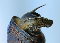 Common Periwinkle - Littorina littorea A common winkle along the Maine coast. I found lots of them along the coast during low tide.  It had a blunt spire, pale columella, and was about 25 mm long.<br />
<br />
Notes: Periwinkles are vegetarians and can withstand long periods of time without food or water.<br />
<br />
Fun Fact: I got it to come out of its shell by humming to it...<br />
https://www.jungledragon.com/image/72633/common_periwinkle_-_littorina_littorea.html Common periwinkle,Geotagged,Littorina littorea,Summer,United States