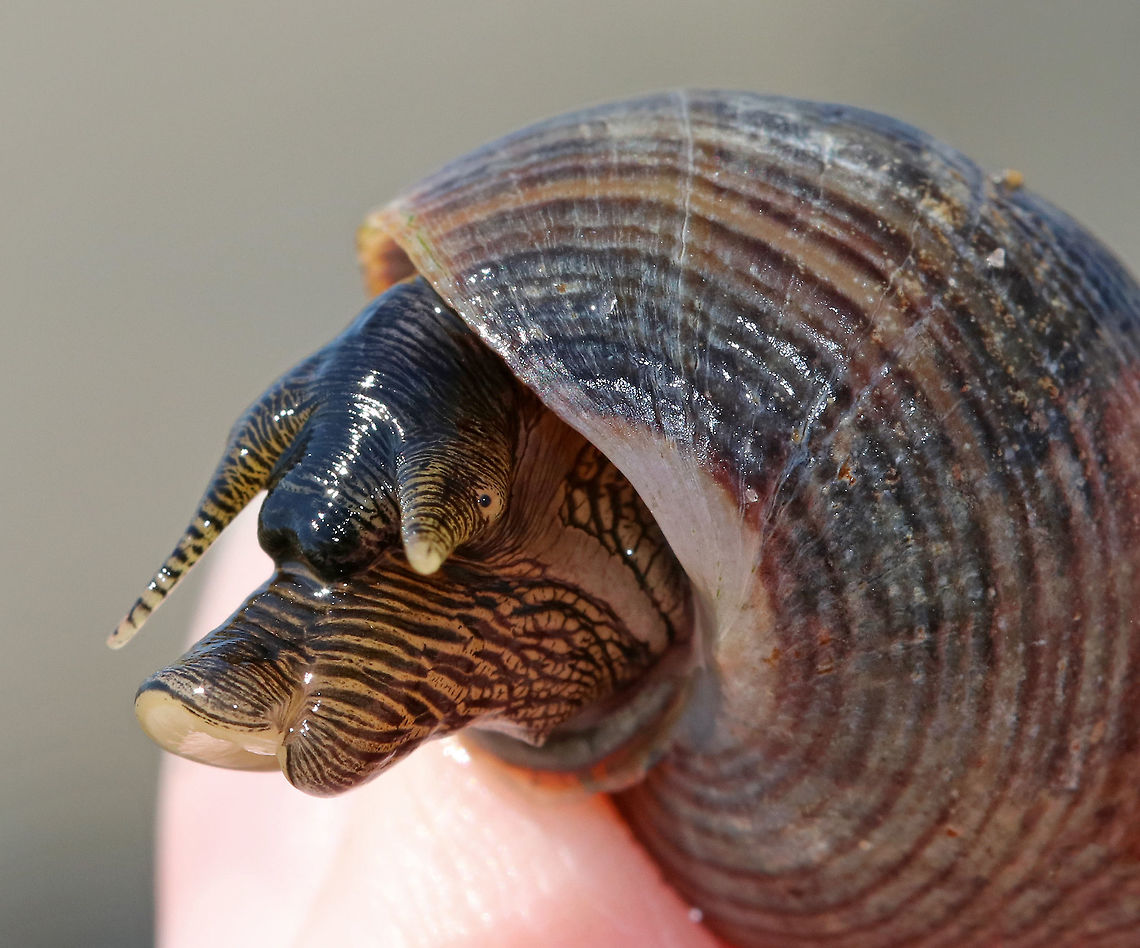 Common Periwinkle - Littorina littorea A common winkle along the Maine coast. I found lots of them along the coast during low tide. It had a blunt spire, pale columella, and was about 25 mm long.<br />
<br />
Notes: Periwinkles are vegetarians and can withstand long periods of time without food or water.<br />
<br />
Fun Fact: I got it to come out of its shell by humming to it...<br />
<figure class="photo"><a href="https://www.jungledragon.com/image/72632/common_periwinkle_-_littorina_littorea.html" title="Common Periwinkle - Littorina littorea"><img src="https://s3.amazonaws.com/media.jungledragon.com/images/3232/72632_thumb.jpg?AWSAccessKeyId=05GMT0V3GWVNE7GGM1R2&Expires=1759968010&Signature=WMHhsAvOu4aIoLUWD7LT%2B3ZvVxQ%3D" width="200" height="146" alt="Common Periwinkle - Littorina littorea A common winkle along the Maine coast. I found lots of them along the coast during low tide.  It had a blunt spire, pale columella, and was about 25 mm long.<br />
<br />
Notes: Periwinkles are vegetarians and can withstand long periods of time without food or water.<br />
<br />
Fun Fact: I got it to come out of its shell by humming to it...<br />
https://www.jungledragon.com/image/72633/common_periwinkle_-_littorina_littorea.html Common periwinkle,Geotagged,Littorina littorea,Summer,United States" /></a></figure> Common periwinkle,Geotagged,Littorina littorea,Summer,United States,littorina,periwinkle,snail