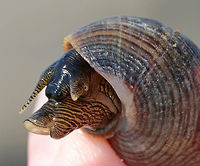 Common Periwinkle - Littorina littorea A common winkle along the Maine coast. I found lots of them along the coast during low tide. It had a blunt spire, pale columella, and was about 25 mm long.<br />
<br />
Notes: Periwinkles are vegetarians and can withstand long periods of time without food or water.<br />
<br />
Fun Fact: I got it to come out of its shell by humming to it...<br />
https://www.jungledragon.com/image/72632/common_periwinkle_-_littorina_littorea.html Common periwinkle,Geotagged,Littorina littorea,Summer,United States,littorina,periwinkle,snail
