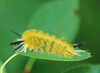Banded Tussock Moth Caterpillar - Halysidota tessellaris Yellowish brown caterpillar with black and white lashes extending beyond the end of its body.<br />
<br />
Habitat: On the edge of a coastal, deciduous forest.<br />
https://www.jungledragon.com/image/72655/banded_tussock_moth_caterpillar_-_halysidota_tessellaris.html Banded tussock moth,Geotagged,Halysidota,Halysidota tessellaris,Halysidota tessellaris caterpillar,Summer,United States,banded tussock moth caterpillar,caterpillar,larva