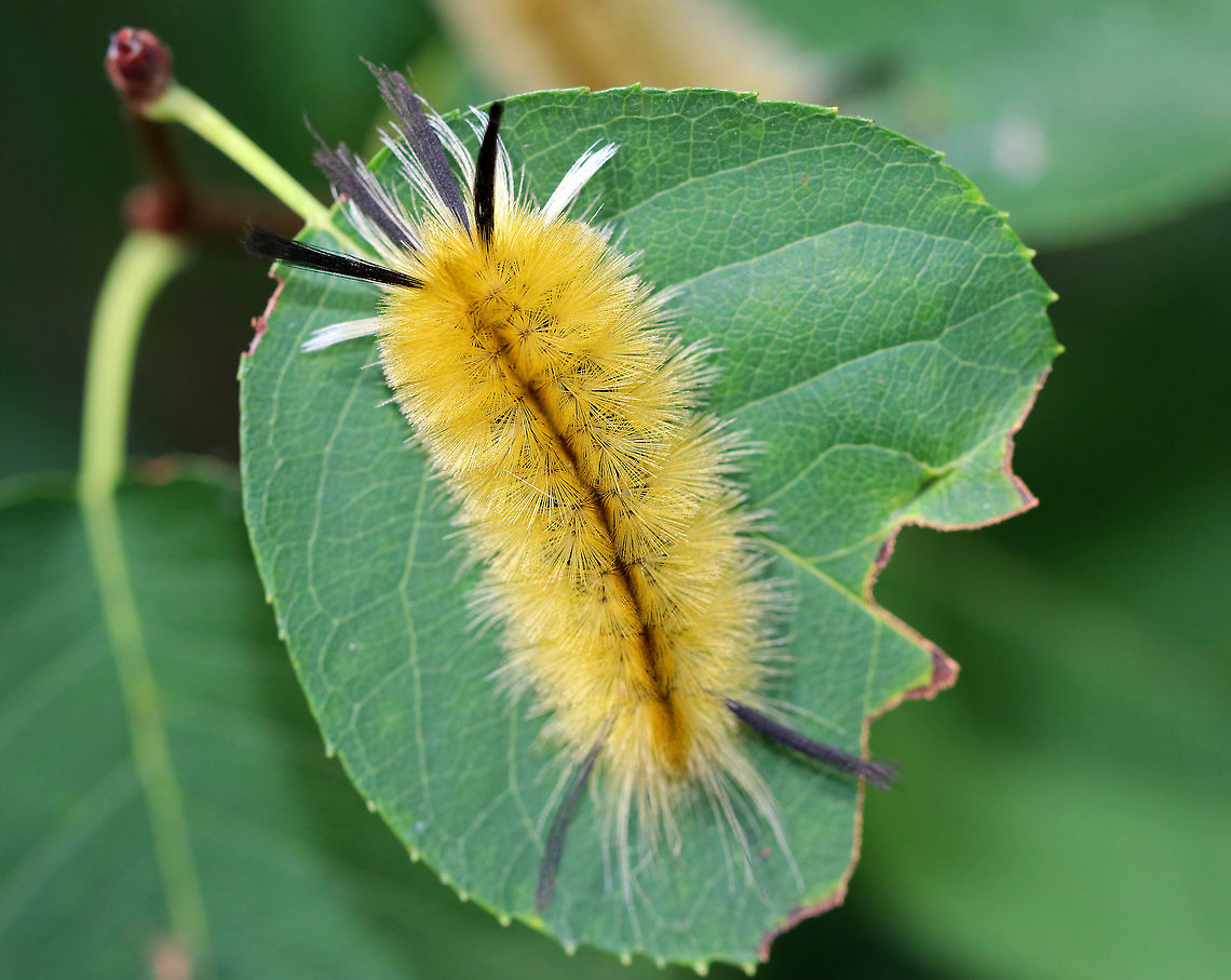 Banded Tussock Moth Caterpillar - Halysidota tessellaris Yellowish brown caterpillar with black and white lashes extending beyond the end of its body.<br />
<br />
Habitat: On the edge of a coastal, deciduous forest.<br />
<figure class="photo"><a href="https://www.jungledragon.com/image/72654/banded_tussock_moth_caterpillar_-_halysidota_tessellaris.html" title="Banded Tussock Moth Caterpillar - Halysidota tessellaris"><img src="https://s3.amazonaws.com/media.jungledragon.com/images/3232/72654_thumb.jpg?AWSAccessKeyId=05GMT0V3GWVNE7GGM1R2&Expires=1759968010&Signature=G0AbshGhjrQIG6LDE3GQdr0TfBk%3D" width="200" height="146" alt="Banded Tussock Moth Caterpillar - Halysidota tessellaris Yellowish brown caterpillar with black and white lashes extending beyond the end of its body.<br />
<br />
Habitat: On the edge of a coastal, deciduous forest.<br />
https://www.jungledragon.com/image/72655/banded_tussock_moth_caterpillar_-_halysidota_tessellaris.html Banded tussock moth,Geotagged,Halysidota,Halysidota tessellaris,Halysidota tessellaris caterpillar,Summer,United States,banded tussock moth caterpillar,caterpillar,larva" /></a></figure> Banded tussock moth,Geotagged,Halysidota tessellaris,Summer,United States,caterpillar,larva