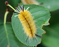 Banded Tussock Moth Caterpillar - Halysidota tessellaris Yellowish brown caterpillar with black and white lashes extending beyond the end of its body.<br />
<br />
Habitat: On the edge of a coastal, deciduous forest.<br />
https://www.jungledragon.com/image/72654/banded_tussock_moth_caterpillar_-_halysidota_tessellaris.html Banded tussock moth,Geotagged,Halysidota tessellaris,Summer,United States,caterpillar,larva