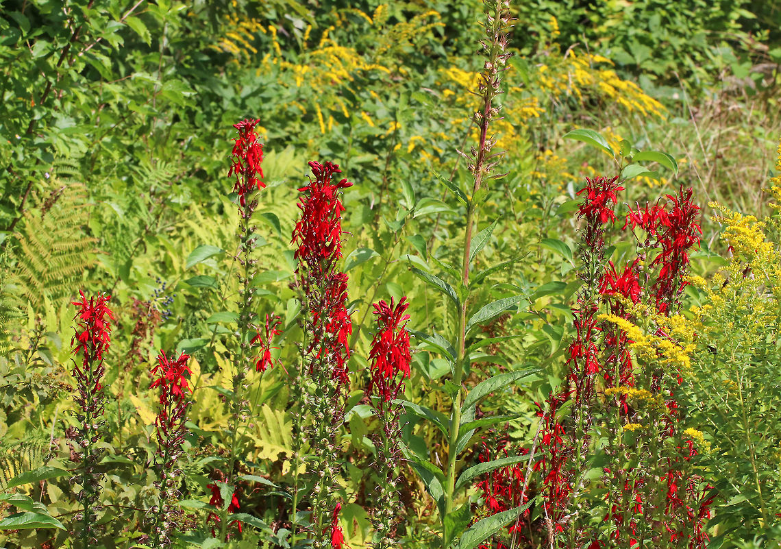 Cardinal Flowers - Lobelia cardinalis Beautiful, bright red flowers that have three spreading lower petals and two upper petals that are united into a tube at the base.<br />
<br />
Habitat: Growing in a coastal wetland habitat Cardinal flower,Geotagged,Lobelia cardinalis,Summer,United States,flowers,lobelia,red,wildflowers