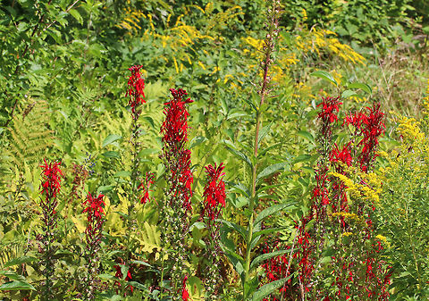 Cardinal Flowers - Lobelia cardinalis Beautiful, bright red flowers that have three spreading lower petals and two upper petals that are united into a tube at the base.

Habitat: Growing in a coastal wetland habitat Cardinal flower,Geotagged,Lobelia cardinalis,Summer,United States,flowers,lobelia,red,wildflowers