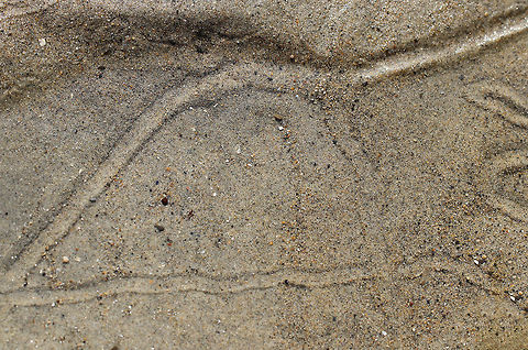 Periwinkle (Littorina sp.) Tracks in Intertidal Zone These lines in the sand are from the movement of periwinkles. I took this shot during low tide, but when the tide is in, the snails cruise around on the sand and over rocks, leaving these tracks. They move using their foot, which is divided into a right and a left half. The snails move the halves alternately in order to propel themselves forward.

Habitat: Mudflat Geotagged,Summer,United States,intertidal zone,littorina,periwinkle,periwinkle tracks,snail,snail tracks