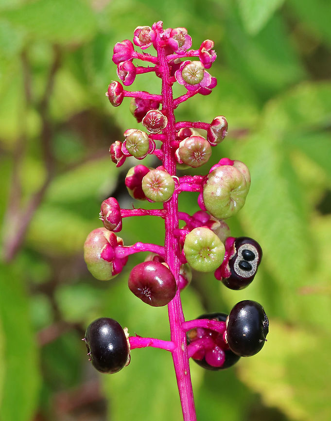 American Pokeweed - Phytolacca americana The leaves and berries of this plant can very very poisonous. However, when following a specific protocol for cooking, the leaves can me made edible.<br />
<figure class="photo"><a href="https://www.jungledragon.com/image/72659/american_pokeweed_-_phytolacca_americana.html" title="American Pokeweed - Phytolacca americana"><img src="https://s3.amazonaws.com/media.jungledragon.com/images/3232/72659_thumb.jpg?AWSAccessKeyId=05GMT0V3GWVNE7GGM1R2&Expires=1769040010&Signature=tlWX777azq9D7aP%2BaicB72ZsJKs%3D" width="114" height="152" alt="American Pokeweed - Phytolacca americana The leaves and berries of this plant can very very poisonous. However, when following a specific protocol for cooking, the leaves can me made edible.<br />
https://www.jungledragon.com/image/72658/american_pokeweed_-_phytolacca_americana.html American Pokeweed,Geotagged,Phytolacca americana,Summer,United States" /></a></figure><br />
<br />
 American Pokeweed,Geotagged,Phytolacca,Phytolacca americana,Summer,United States,pokeweed