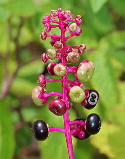 American Pokeweed - Phytolacca americana The leaves and berries of this plant can very very poisonous. However, when following a specific protocol for cooking, the leaves can me made edible.
https://www.jungledragon.com/image/72659/american_pokeweed_-_phytolacca_americana.html

 American Pokeweed,Geotagged,Phytolacca,Phytolacca americana,Summer,United States,pokeweed