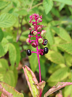 American Pokeweed - Phytolacca americana The leaves and berries of this plant can very very poisonous. However, when following a specific protocol for cooking, the leaves can me made edible.
https://www.jungledragon.com/image/72658/american_pokeweed_-_phytolacca_americana.html American Pokeweed,Geotagged,Phytolacca americana,Summer,United States